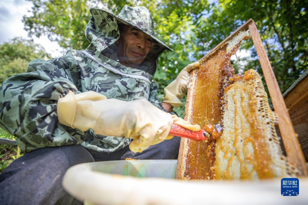 送白菜送彩金无需申请